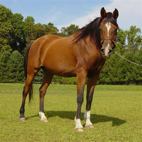 xnxx horse horse|'horse and horse' Search .